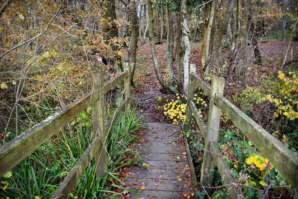 Forêt anglaise du High Weald en automne © French Moments