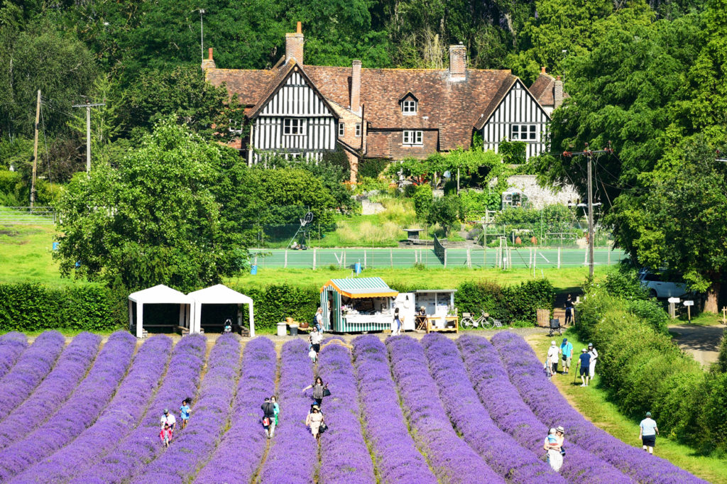 Champs de lavande en Angleterre © French Moments