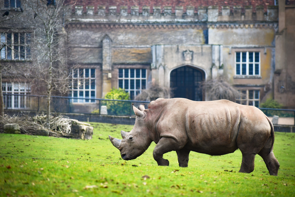 Autour de Londres - Marwell Zoo © French Moments
