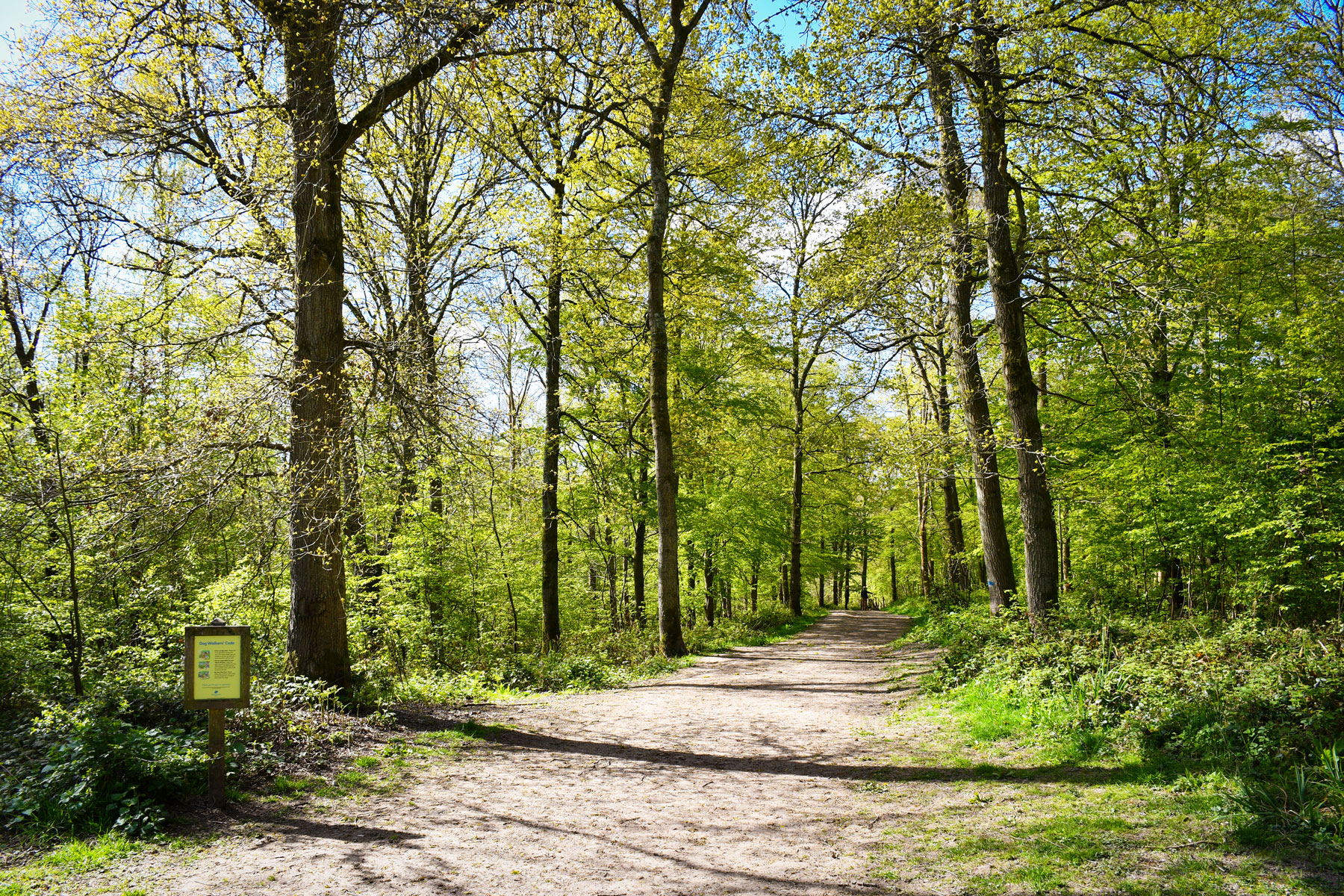 Brede High Woods © French Moments