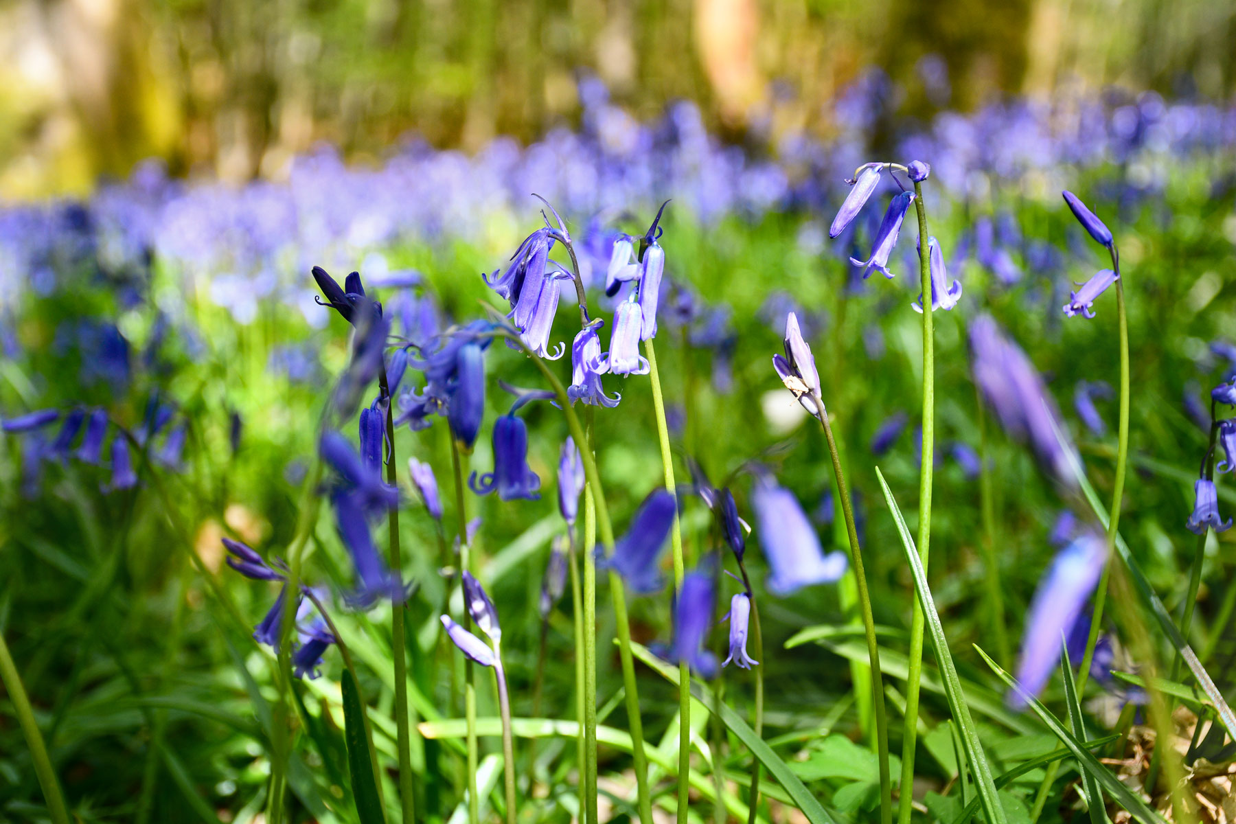 Bluebells © French Moments