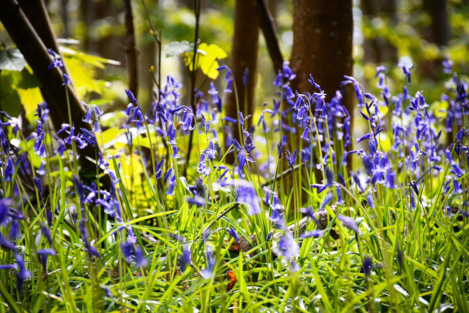 Bluebells © French Moments