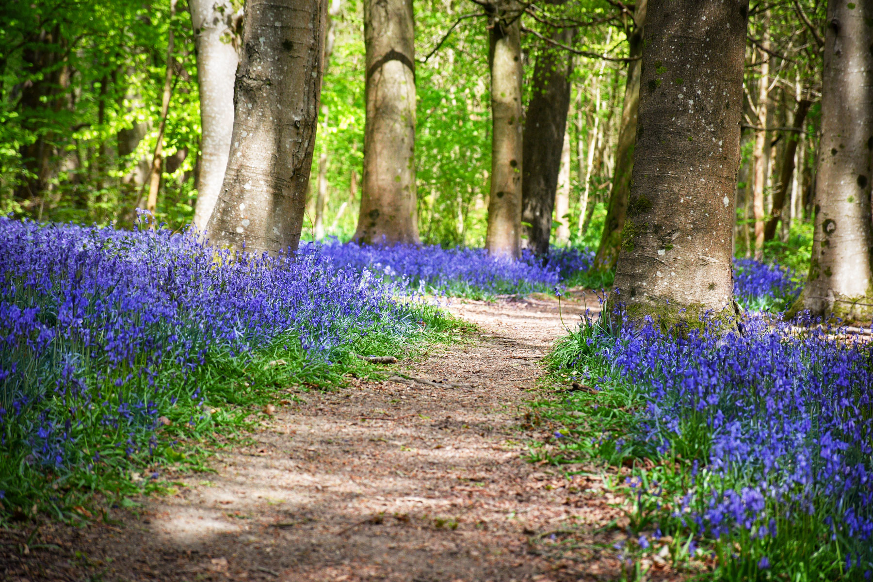 Printemps en Angleterre - Brede High Woods © French Moments