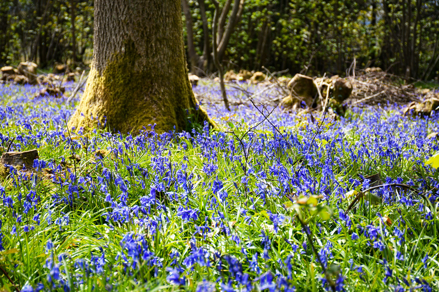 bluebells, High Weald © French Moments