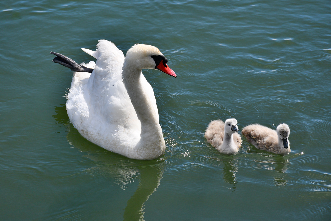 Maman cygne et ses petits dans le port de Bosham © French Moments