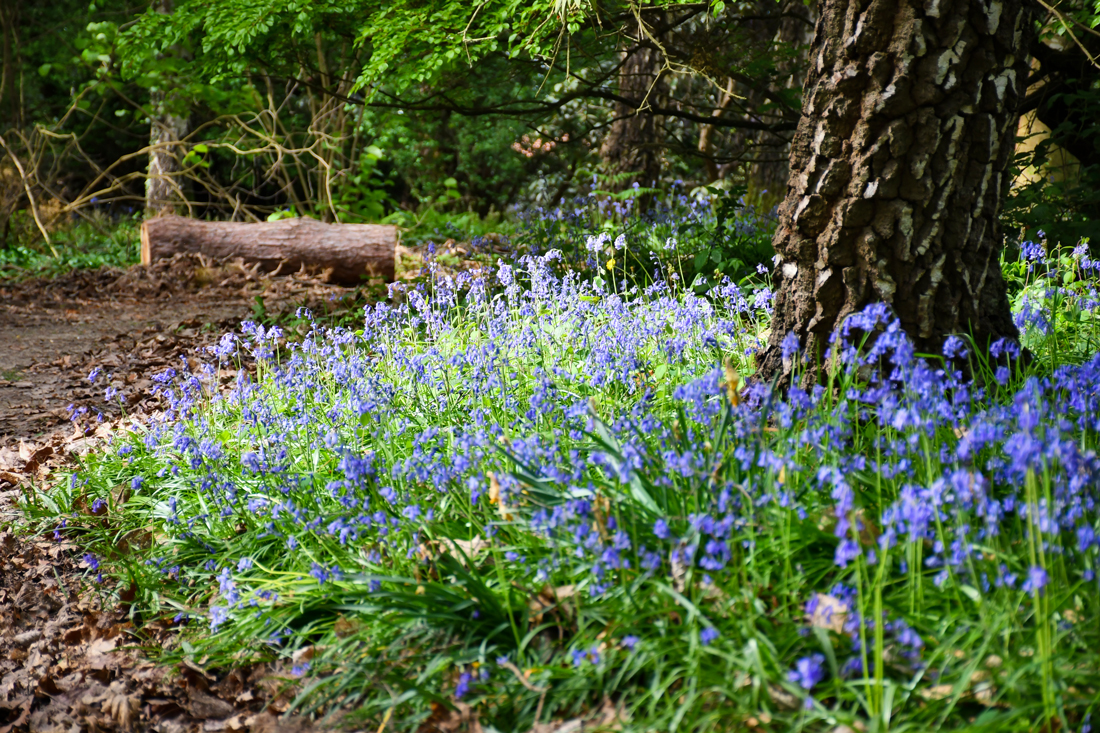 Nymans-100-copyright-French-Moments Wild Garden © French Moments