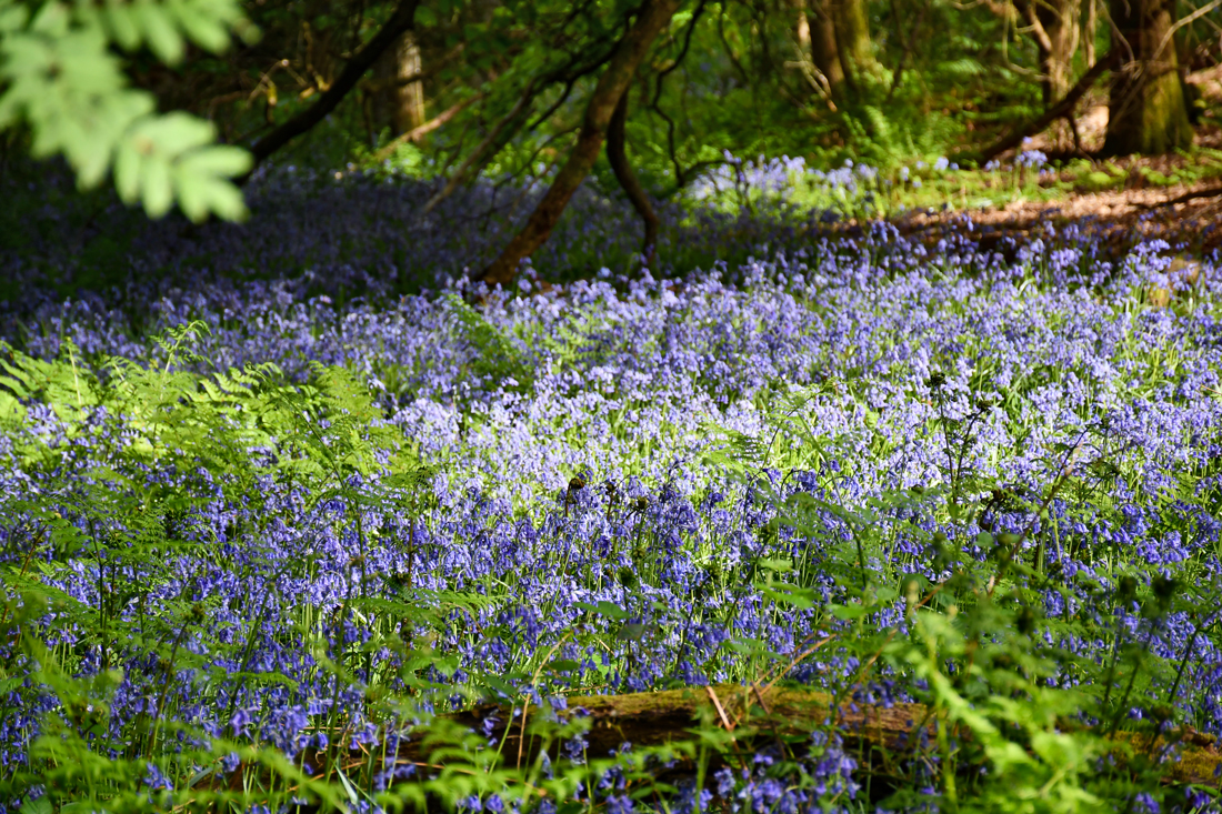 Wild Garden © French Moments