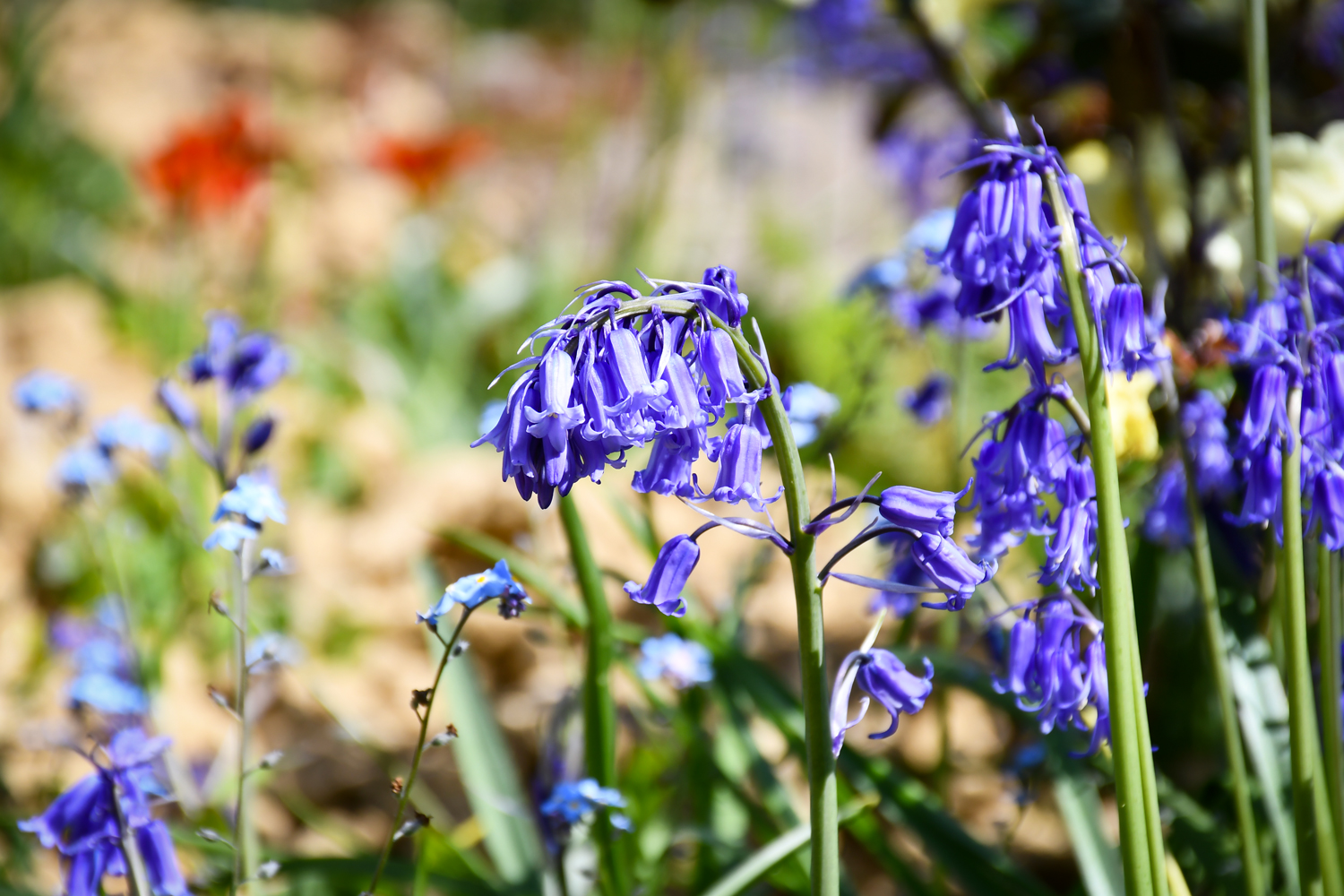 Nymans Gardens © French Moments