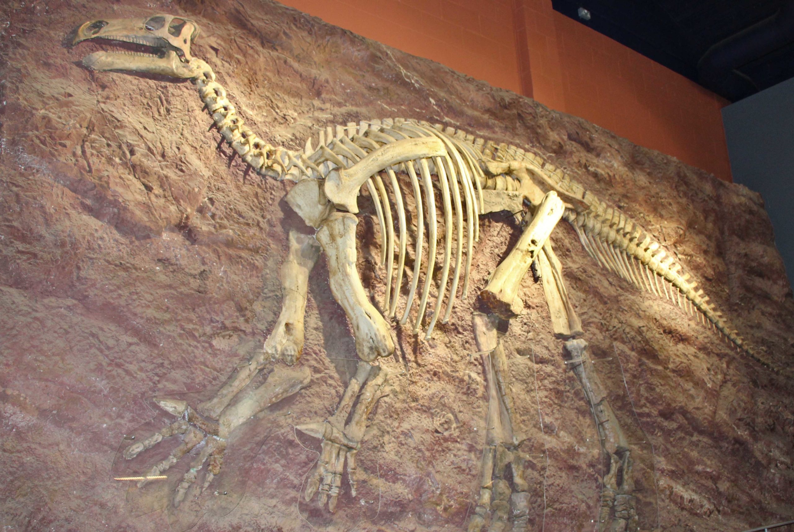 Dinosaur Isle Iguanodon © N.Cayla - licence [CC BY-SA 4.0] from Wikimedia Commons