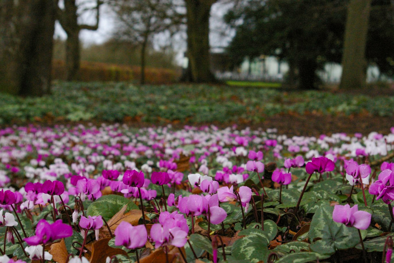 Wakehurst, un des plus beaux jardins du Sussex © Christopher Hilton - licence [CC BY-SA 2.0] from Wikimedia Commons