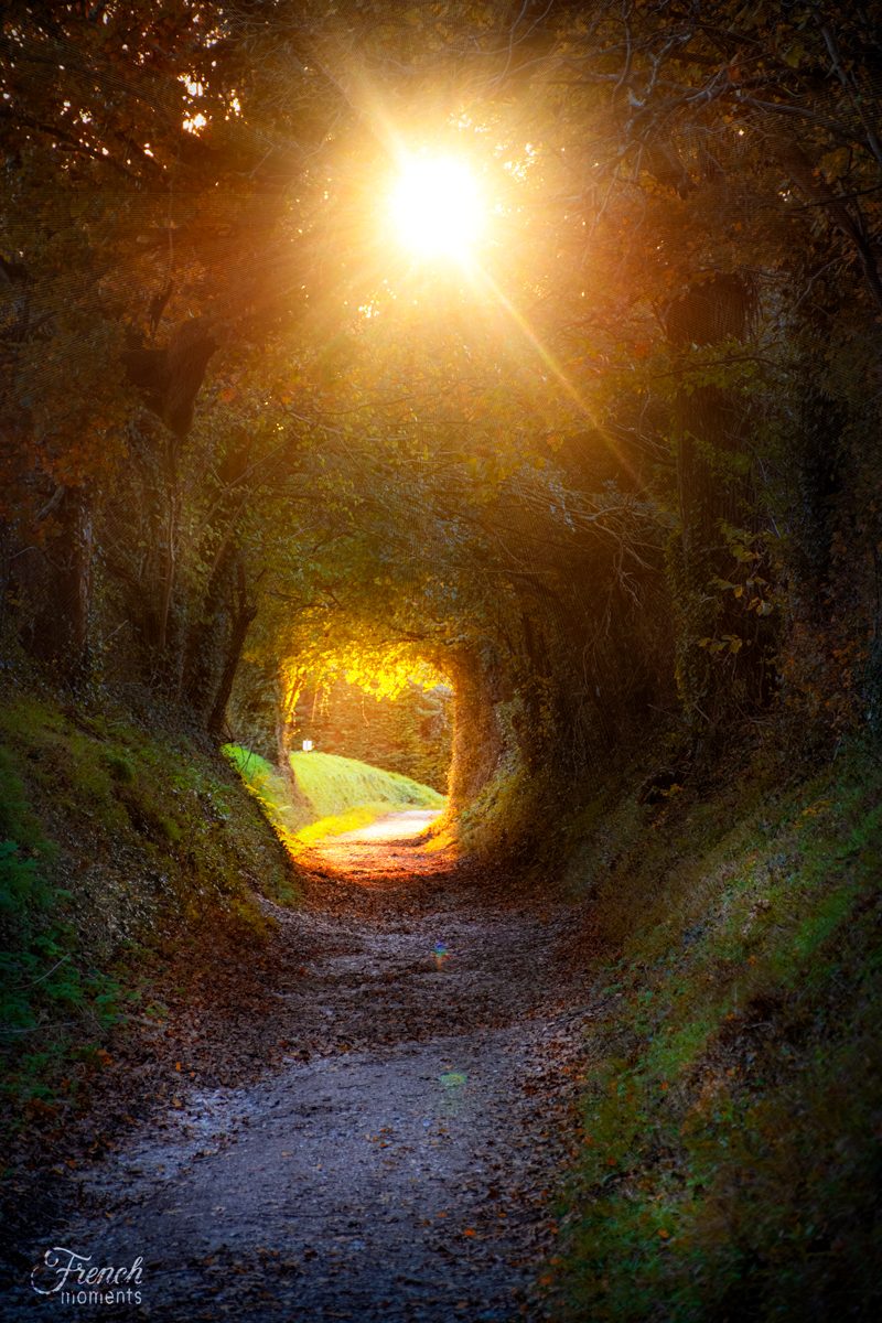 Tunnel d'arbres de Halnaker en Angleterre © French Moments
