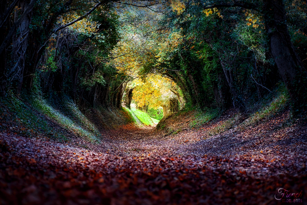 Tunnel d'arbres de Halnaker en Angleterre © French Moments