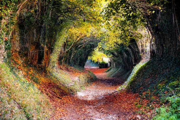 Ce Tunnel D arbres En Angleterre Qui Vous Coupera Le Souffle Ce Tunnel D arbres En Angleterre Qui Vous Coupera Le Souffle