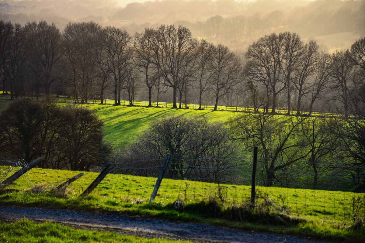 Forêt anglaise du High Weald en hiver © French Moments