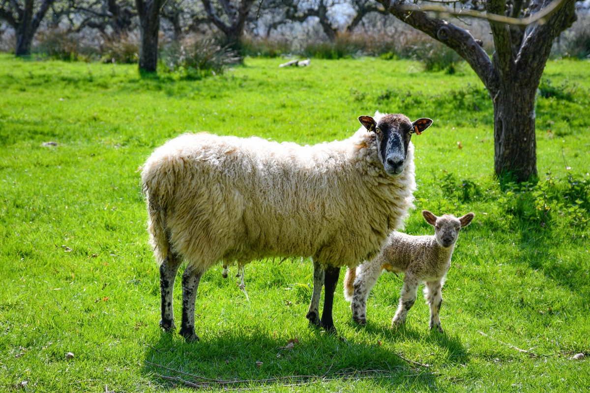 Moutons à Burwash - Printemps en Angleterre © French Moments