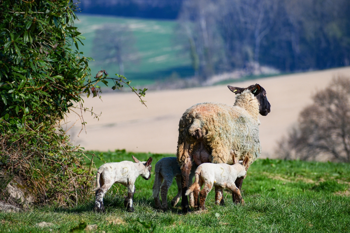Printemps en Angleterre - Moutons à Burwash © French Moments