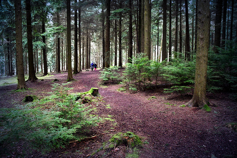 Mystérieuse forêt anglaise au Queen Elizabeth Country Park © French Moments
