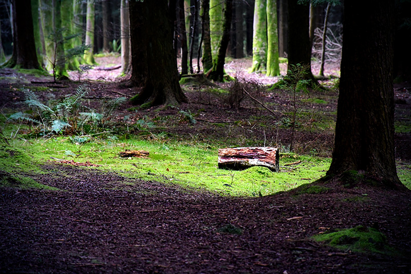 Mystérieuse forêt anglaise au Queen Elizabeth Country Park © French Moments