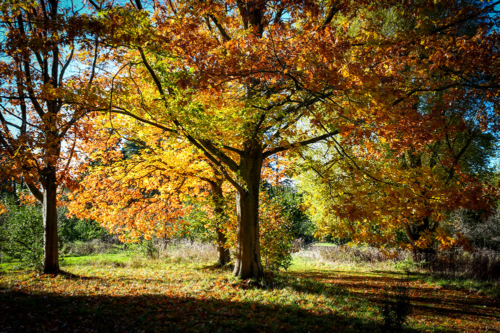 The Vyne © French Moments