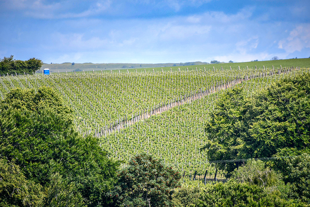 Hambledon 42 copyright French Moments Vignoble de Hambledon © French Moments