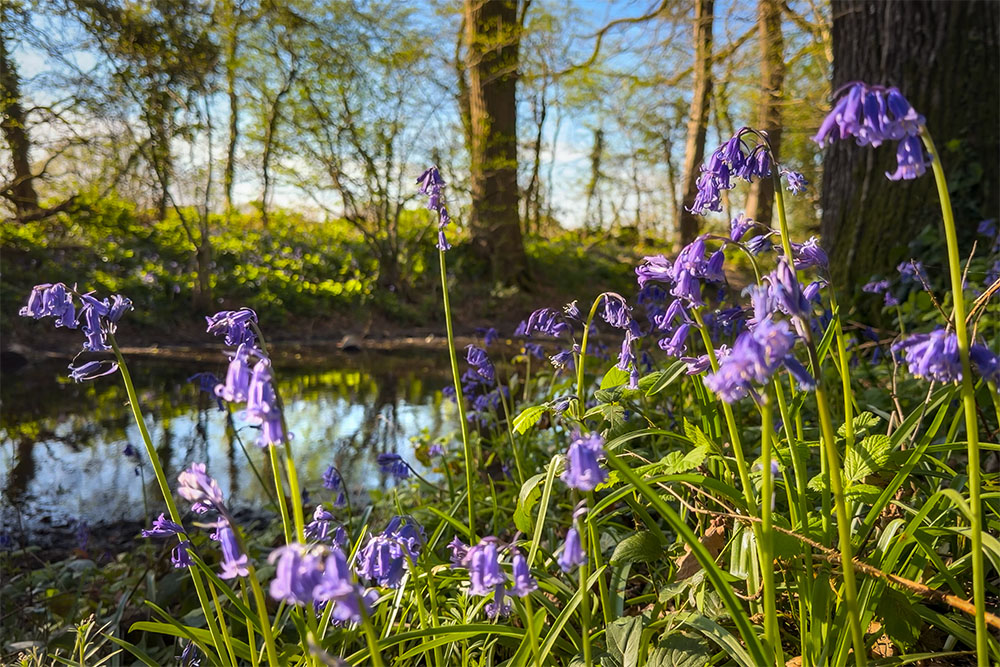 Bluebells en Angleterre - Hampshire © French Moments
