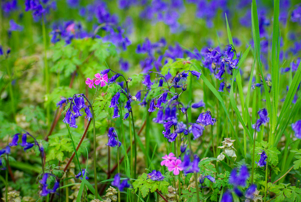 Bluebells dans le parc de Maisons-Laffitte © French Moments