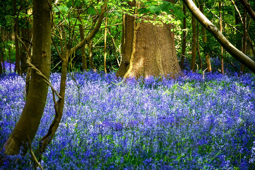 Bluebells en Angleterre - Stansted © French Moments